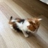UZUN TÜYLÜ ÇOK GÜZEL BİR KEDİ OLACAK fotoğraf