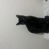 Bombay kedi kısır kedi fotoğraf