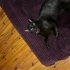 Bombay kedi kısır kedi fotoğraf