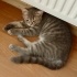 Aburcubur British shorthair tekir mix yavrumuza acil yuva fotoğraf