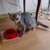 Aburcubur British shorthair tekir mix yavrumuza acil yuva
