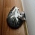 Makarna British shorthair tekir mix yavrumuza acil yuva