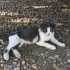 4 Aylık yavru kedi | Elazığ fotoğraf