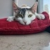 0534 216 08 72 ANKARA MELEZİ CALICO CİNSİ 5 AYLIK AŞILI,KISIR KIZIM BADEM fotoğraf