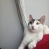 0534 216 08 72 ANKARA MELEZİ CALICO CİNSİ 5 AYLIK AŞILI,KISIR KIZIM BADEM fotoğraf