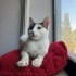 0534 216 08 72 ANKARA MELEZİ CALICO CİNSİ 5 AYLIK AŞILI,KISIR KIZIM BADEM fotoğraf