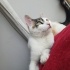 0534 216 08 72 ANKARA MELEZİ CALICO CİNSİ 5 AYLIK AŞILI,KISIR KIZIM BADEM fotoğraf