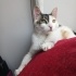 0534 216 08 72 ANKARA MELEZİ CALICO CİNSİ 5 AYLIK AŞILI,KISIR KIZIM BADEM fotoğraf