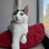 0534 216 08 72 ANKARA MELEZİ CALICO CİNSİ 5 AYLIK AŞILI,KISIR KIZIM BADEM fotoğraf