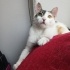 0534 216 08 72 ANKARA MELEZİ CALICO CİNSİ 5 AYLIK AŞILI,KISIR KIZIM BADEM fotoğraf