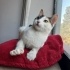0534 216 08 72 ANKARA MELEZİ CALICO CİNSİ 5 AYLIK AŞILI,KISIR KIZIM BADEM fotoğraf