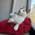 0534 216 08 72 ANKARA MELEZİ CALICO CİNSİ 5 AYLIK AŞILI,KISIR KIZIM BADEM fotoğraf