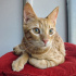 0534 216 08 72 BRITISH SHORTHAIR KIRMASI 4.5 AYLIK İLK AŞILI OĞLUM BALIM fotoğraf