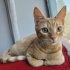 0534 216 08 72 BRITISH SHORTHAIR KIRMASI 4.5 AYLIK İLK AŞILI OĞLUM BALIM fotoğraf