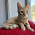 0534 216 08 72 BRITISH SHORTHAIR KIRMASI 4.5 AYLIK İLK AŞILI OĞLUM BALIM fotoğraf