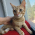 0534 216 08 72 BRITISH SHORTHAIR KIRMASI 4.5 AYLIK İLK AŞILI OĞLUM BALIM fotoğraf