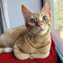 0534 216 08 72 BRITISH SHORTHAIR KIRMASI 4.5 AYLIK İLK AŞILI OĞLUM BALIM fotoğraf