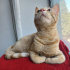 0534 216 08 72 BRITISH SHORTHAIR KIRMASI 4.5 AYLIK İLK AŞILI OĞLUM BALIM fotoğraf