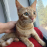 0534 216 08 72 BRITISH SHORTHAIR KIRMASI 4.5 AYLIK İLK AŞILI OĞLUM BALIM fotoğraf