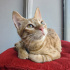 0534 216 08 72 BRITISH SHORTHAIR KIRMASI 4.5 AYLIK İLK AŞILI OĞLUM BALIM fotoğraf