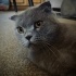 miya sahiplendirilcektir scottish fold