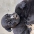 CANE CORSO ANNENİN YAVRULARI fotoğraf