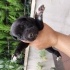 CANE CORSO ANNENİN YAVRULARI fotoğraf