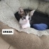 2 AYLIK MİNİK OĞLUŞ ÖMÜRLÜK YUVASINI ARIYOR fotoğraf