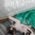 2 AYLIK MİNİK OĞLUŞ ÖMÜRLÜK YUVASINI ARIYOR fotoğraf