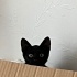 Oyuncu ve sevgi dolu minik bir tekir fotoğraf