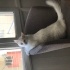 beyaz ankara kedisi fotoğraf