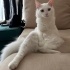 beyaz ankara kedisi fotoğraf