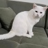 Ücretsiz sahiplenme British kedi ömürlük yuva fotoğraf