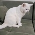 Ücretsiz sahiplenme British kedi ömürlük yuva fotoğraf