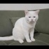 Ücretsiz sahiplenme British kedi ömürlük yuva fotoğraf