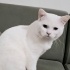 Ücretsiz sahiplenme British kedi ömürlük yuva fotoğraf