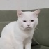 Ücretsiz sahiplenme British kedi ömürlük yuva fotoğraf