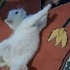 Ücretsiz sahiplenme Scottish kedi ve yavrusu ömürlük yuva fotoğraf