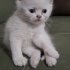 Ücretsiz sahiplenme Scottish kedi ve yavrusu ömürlük yuva fotoğraf