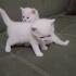 Ücretsiz sahiplenme Scottish kedi ve yavrusu ömürlük yuva fotoğraf