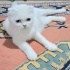 Ücretsiz sahiplenme Scottish kedi ve yavrusu ömürlük yuva fotoğraf