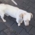 Ücretsiz sahiplenme jack Russell melez acil yuva fotoğraf