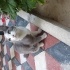 Duman yuva ariyor fotoğraf