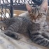 European shorthair dişi yavru kedi