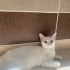 Van kedisi bir gözü yeşil bir gözü mavi minnak yavrumuz fotoğraf