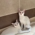 Van kedisi bir gözü yeşil bir gözü mavi minnak yavrumuz fotoğraf