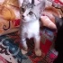 Oyun oynamayı çok sever akıllı bir tekir kedi fotoğraf