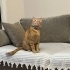 Oyuncu Kedimize Zorunluluktan Yeni Yuva Arıyoruz fotoğraf