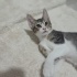 Kırçılla yuva aranıyor fotoğraf