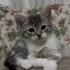 LİLY YENİ SAHİBİNİ ARIYOR fotoğraf